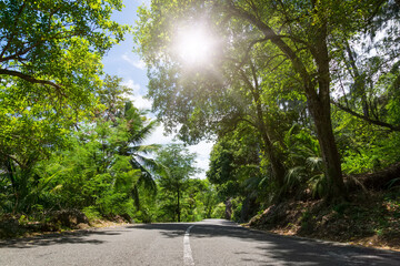 Seychelles. The road to palm jungle.