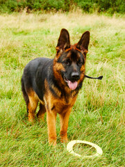 7-month German Shepherd Dog 