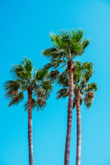 three palm trees against clear blue sky on Mallorca, Spain