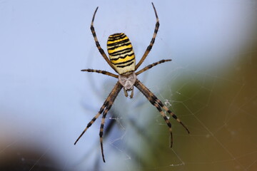 Epeire fasciée araignée jaune et noire des jardins