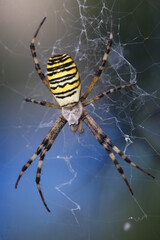 Epeire fasciée araignée jaune et noire des jardins