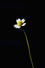 A solo close up shot of tiny white daisy flower found in india