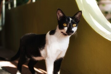 Cute Black and White Tuxedo Shorthair domestic cat that makes you wanna hug him - obrazy, fototapety, plakaty