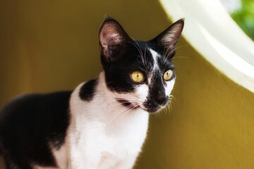 Cute Black and White Tuxedo Shorthair domestic cat that makes you wanna hug him - obrazy, fototapety, plakaty