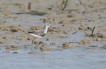 Common greenshank. common greenshank is a wader in the large family Scolopacidae, the typical waders.