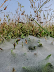 A close up shot of grass spiders web on grass with morning dew droplets