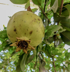 An unripe pomegranate fruit hanging in the tree 