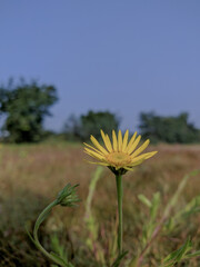 A close up shot of yellow aster flower in the wild fields 