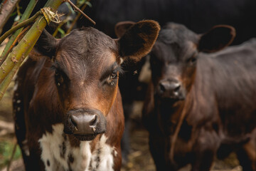Calves in the rural Alberta countryside