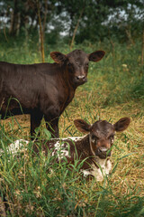 Small brown calves in the rural Alberta countryside