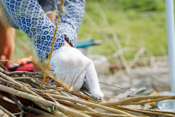 Processing of vines and branches for basket weaving. A close shot of a person's hands wearing gloves to protect their hands.