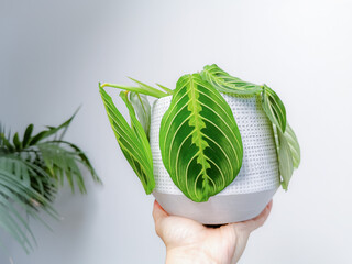 Prayer plant Maranta Leuconeura Lemon Lime in a flower pot held by a caucasian hand