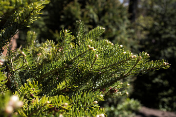 Young spruce branches in the botanical garden