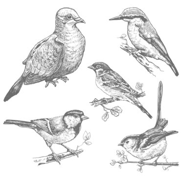 Set of birds hand drawn illustrations, sketches of pigeon, sparrow, kingfisher, tit monochrome vector image