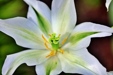 Nahaufnahme Blumenbl&uuml;te