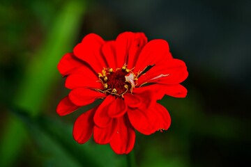 Nahaufnahme Blumenblüte