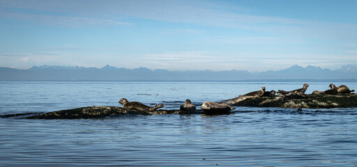 Harbour Seals Hauled Out IN Sunshine