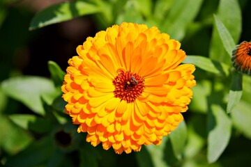 Nahaufnahme Blumenblüte