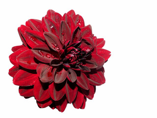 black dahlia flower on a white background. dark red flower