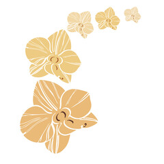 isolated element orchid flowers golden hand sketch vector