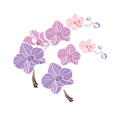 isolated element two branches orchid flowers purple pink lilac hand sketch logo silhouette vector