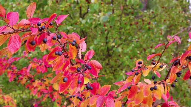 Indian Summer is a background of red, multi-colored cotoneaster leaves waving in the wind. Looped video.