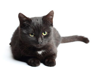 Young black cat laying on white background