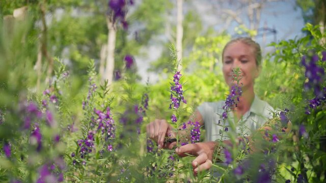 Woman picking purple toadflax flowers in botanical garden, cutting with scissor