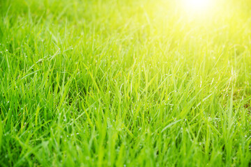 Fototapeta na wymiar Meadow green lush grass. Closeup.