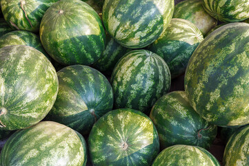 Many big sweet green watermelons. Ripe watermelons of the new harvest are sold at the bazaar