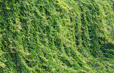 Wall covered with green and yellow leaves of wild grape . Natural background. Full depth of field.