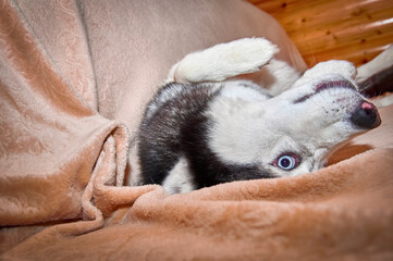 Husky dog is basking on the sofa, lying on his back with his eyes wide open. Funny Siberian husky dog indulges and frolics.