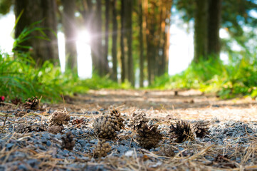 Some cones fell to the ground.