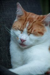closeup portrait of a ginger tabby cat sleeping on a chair - 459324446
