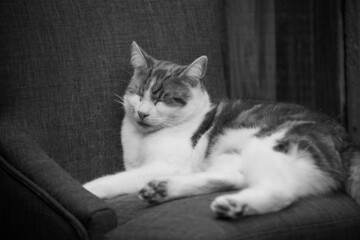 black and white photo of a cat sleeping in a chair outside - 459324472