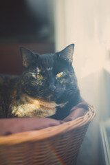 closup portrait of a petite tortoiseshell cat resting in a basket - 459324488