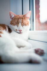 pretty white and ginger cat sleeping peacefully on the windowsill - 459324495