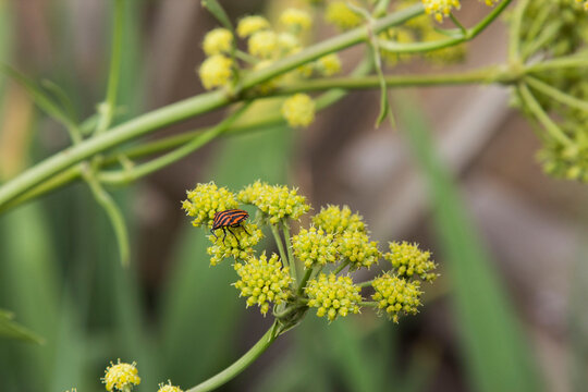 Graphosoma italicum Punaise arlequin sur fenouil