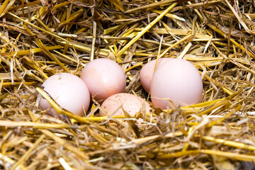 Naklejka na ściany i meble Several domestic chicken eggs in the hay.