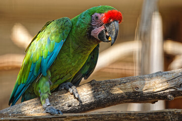 Parrot from Attica Zoological Park, Athens, Greece.