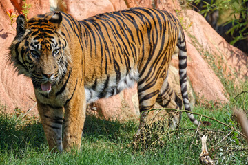 Fototapeta na wymiar Tiger from Attica Zoological Park, Athens, Greece.