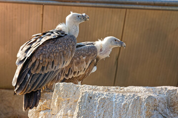 Vultures from Attica Zoological Park, Athens, Greece.