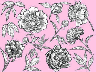 Vector botanical illustrations, a collection of peonies.