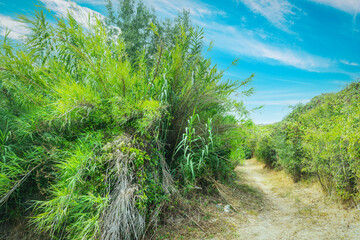 Path in the forest under a blue sky in Sardinia