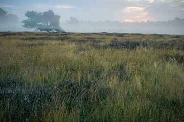 Scenic view of field with dense grass and trees against cloudy sky