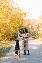 A smiling happy young woman in a coat walks with her dog pet trains and teaches puppy commands in an autumn park in nature in fall outdoor, selective focus