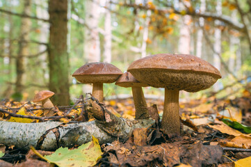 Leccinum scabrum mushrooms in the autumn forest. - 459326049