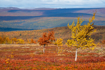 Red and Yellow isolated coloured Trees in the Autumn coloured hills of Swedish Lapland during Fall...