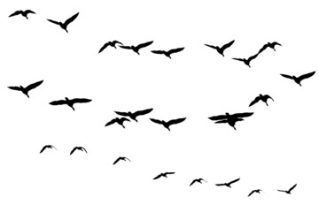 Flock of cranes isolated on white background. Bird wedge.