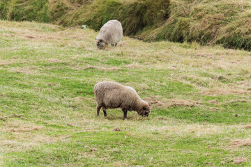 Obraz premium A few sheep on pasture.